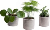 Mini Green | Stijlvol Trio in Laos keramiek (warmgrijs) ↨ 15cm - 3 stuks - planten - binnenplanten - buitenplanten - tuinplanten - potplanten - hangplanten - plantenbak - bomen - plantenspuit