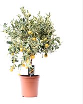 Citrus Variegata ↨ 75cm - hoge kwaliteit planten
