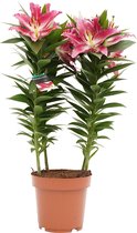 Decorum Lelie 'Starlight Express' (Roze) ↨ 55cm - planten - binnenplanten - buitenplanten - tuinplanten - potplanten - hangplanten - plantenbak - bomen - plantenspuit