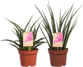 Sanseveria ↨ 40cm - 2 stuks - hoge kwaliteit planten
