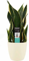 Sansevieria Night Shade met Elho brussels soap ↨ 55cm - hoge kwaliteit planten