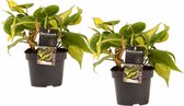 FloriaFor - Duo Philodendron Brazil - Philodendron Scandens - - ↨ 15cm - ⌀ 12cm