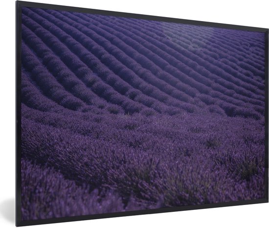 Fotolijst incl. Poster - Bloeiende lavendelveld op golvende heuvels - 60x40 cm - Posterlijst