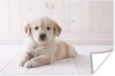 Poster Witte Golden Retriever puppy - 60x40 cm
