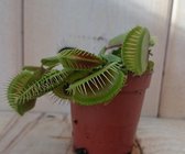 5 stuks! Vleesetende plant Mascotte Venusvliegenvanger Dionaea mini