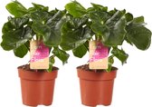 Philodendron Atom – ↨ 25cm – ⌀ 12cm