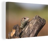 Un bébé lézard 60x40 cm - Tirage photo sur toile (Décoration murale salon / chambre)