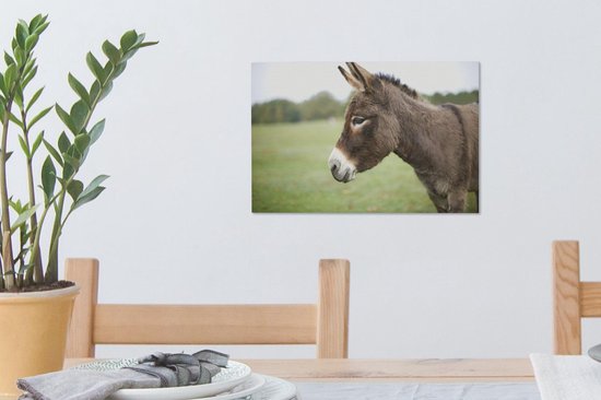 Gros plan âne nain 30x20 cm - petit - Tirage photo sur toile (Décoration murale salon / chambre) / animaux sauvages Peintures sur toile