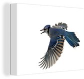 Blue Jay devant toile fond blanc 2cm 80x60 cm - impression photo sur toile peinture Décoration murale salon / chambre à coucher) / Animaux sauvages Peintures Toile