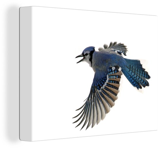 Blue Jay devant toile fond blanc 2cm 80x60 cm - impression photo sur toile peinture Décoration murale salon / chambre à coucher) / Animaux sauvages Peintures Toile