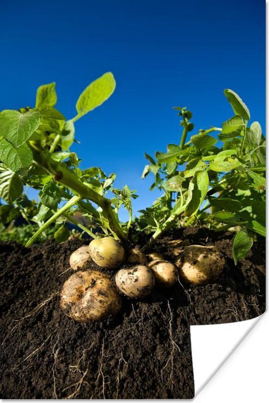 Poster Aardappel - Modder - Planten - Bladeren - 60x90 cm