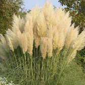 12 x Cortaderia selloana Pumila - Pampasgras in 9x9 cm pot