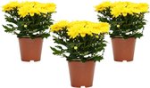 Mama's Planten - Chrysanthemum - Chrysant - Chrysanne Grandezza – Geel – 3 Stuks - Bloeiende Kamerplant - Geeft Sfeer En Zuurstof - ↨ 25cm - ⌀ 13cm