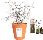 Combi: Corokia in terracotta pot in WOO diffuser (100 ml)