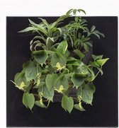 LivePicture GO verticale plantenbak - plantenschilderij- zwart