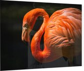 Flamingo op zwarte achtergrond - Foto op Plexiglas - 90 x 60 cm