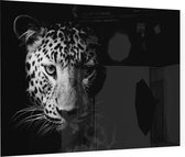 Luipaard op zwarte achtergrond - Foto op Plexiglas - 60 x 40 cm