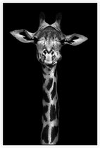 Giraffe op zwarte achtergrond - Foto op Akoestisch paneel - 80 x 120 cm