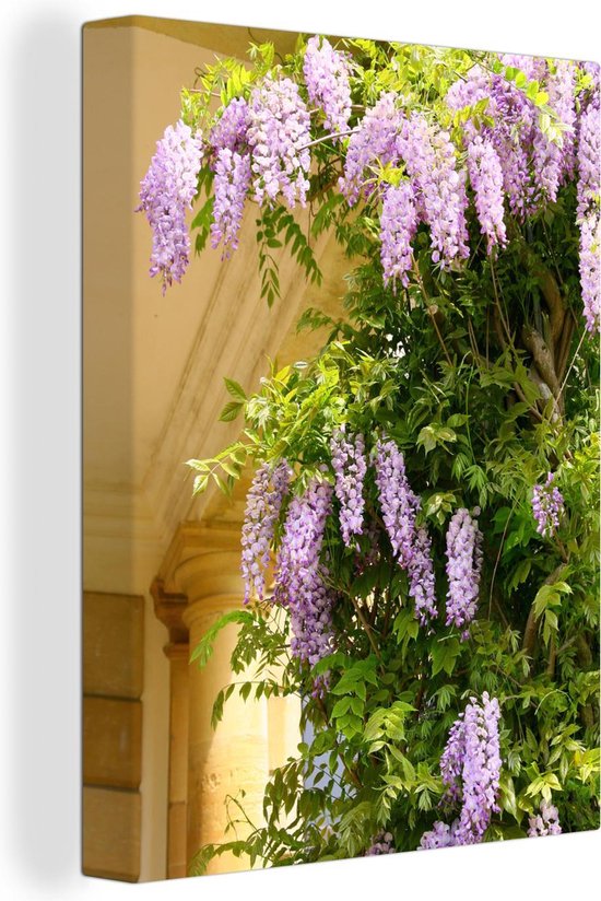 Glycine sur fond jaune 30x40 cm - petit - Tirage photo sur toile (Décoration murale salon / chambre) / Peintures Fleurs sur toile