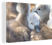 Câlins bébé cygnes toile 2cm 120x80 cm - Tirage photo sur toile peinture (Décoration murale salon / chambre) / animaux sauvages Peintures sur toile
