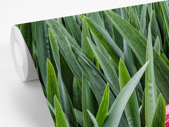 Papier peint Papier peint photo en vinyle - Flamingo entre feuilles largeur 330 cm x hauteur 220 cm - Tirage photo sur papier peint (disponible en 7 tailles)