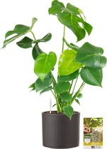 Pokon Powerplanten Monstera 70 cm ↕ - Kamerplanten - in Pot (Mica Era Donker Grijs) - Gatenplant - met Plantenvoeding / Vochtmeter