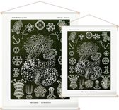 Sporadipus - Thuroidea (Kunstformen der Natur), Ernst Haeckel - Foto op Textielposter - 45 x 60 cm