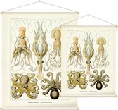 Octopus - Gamochonia (Kunstformen der Natur), Ernst Haeckel - Foto op Textielposter - 45 x 60 cm