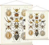 Epeira - Arachnida (Kunstformen der Natur), Ernst Haeckel - Foto op Textielposter - 90 x 120 cm