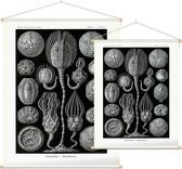 Callocystis - Cystoidea (Kunstformen der Natur), Ernst Haeckel - Foto op Textielposter - 45 x 60 cm