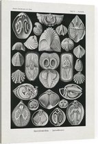 Terebratula - Spirohranchia (Kunstformen der Natur), Ernst Haeckel - Foto op Canvas - 75 x 100 cm