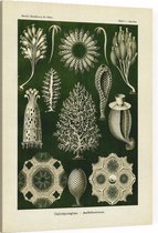 Ascandra - Calcispongiae (Kunstformen der Natur), Ernst Haeckel - Foto op Canvas - 45 x 60 cm