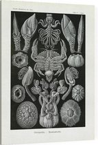 Lepas - Cirripedia (Kunstformen der Natur), Ernst Haeckel - Foto op Canvas - 45 x 60 cm