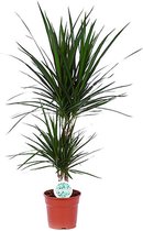 Kamerplant van Botanicly – Drakenboom – Hoogte: 75 cm – Dracaena Marginata