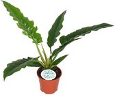 Kamerplant van Botanicly – Philodendron stenolobum Narrow Escape – Hoogte: 40 cm