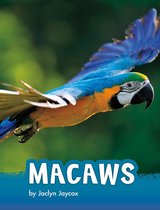 Animals - Macaws