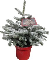 Hellogreen Kleine Mini Kerstboom - Picea met sneeuw - 45 cm