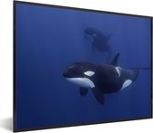 Fotolijst incl. Poster - Twee orka's in helder water - 40x30 cm - Posterlijst