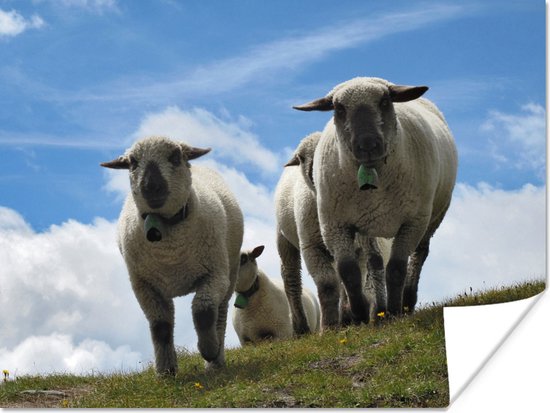Poster Quatre moutons sur prairie alpine 80x60 cm - Tirage photo sur Poster (décoration murale salon / chambre) / Poster Animaux de la ferme