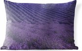 Coussins d'extérieur - Jardin - Champ de lavande en fleurs sur des collines vallonnées - 50x30 cm