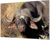 HalloFrame - Schilderij - Afrikaanse Buffel Wandgeschroefd - Zilver - 150 X 100 Cm