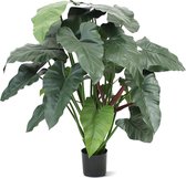 Philodendron XL 120cm