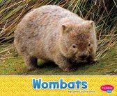 Australian Animals - Wombats