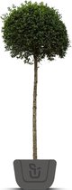 Liguster op stam | Ligustrum Delavayanum | Stamhoogte: 50/60 cm