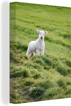 Gros plan d'un agneau blanc comme neige dans les hautes herbes sur une colline 30x40 cm - petit - Tirage photo sur toile (Décoration murale salon / chambre)