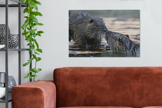 Ragondin amoureux dans l'eau 60x40 cm - Tirage photo sur toile peinture (Décoration murale salon / chambre) / animaux sauvages Peintures sur toile