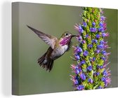 Un colibri calliope à côté d'une fleur Toile 90x60 cm - Tirage photo sur toile (Décoration murale salon / chambre)