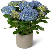 Hortensia Mainstream | Blauw met sierpot