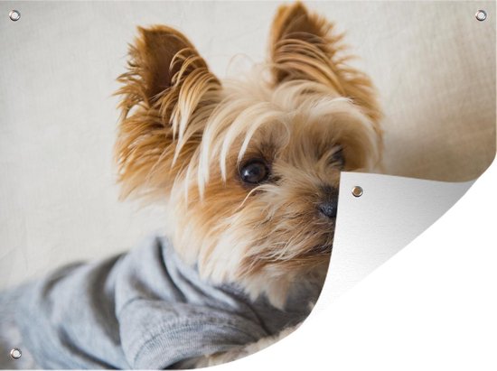 Yorkshire Terrier avec un pull sur affiche de jardin 160x120 cm