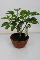 Kamerplant van Botanicly – Vijgenboom – Hoogte: 52 cm – Ficus Carica